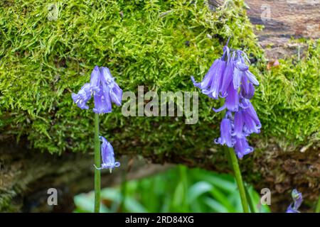 Hyacinthoides non-scripta, formerly Endymion non-scriptus or Scilla non-scripta, in the UK it is known as common bluebell or just bluebell. Stock Photo