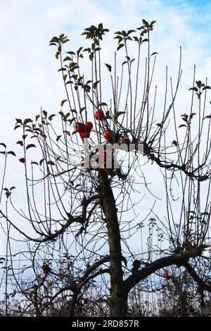 Apple tree in winter with dry branches and some fruits Stock Photo