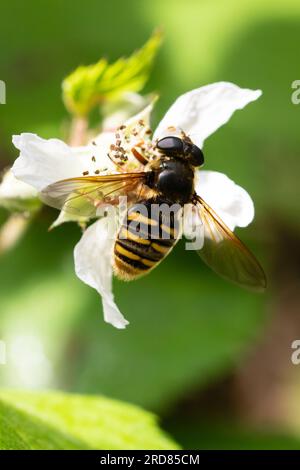 Sericomyia silentis hoverfly at rest on a leaf. Stock Photo