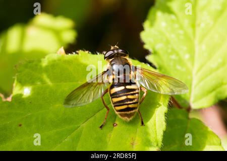 Sericomyia silentis hoverfly at rest on a leaf. Stock Photo