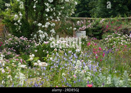 Walled garden full of summer flowers including roses, valerian and campanula at Mottisfont Abbey, Hampshire UK in June Stock Photo