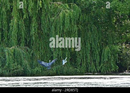 Bristol., UK. 19th July, 2023. On a warm afternoon a large heron takes off flying low across Backwell Lake towards an unaware White Egret and crashes into it making it move out of the way quickly. Picture Credit: Robert Timoney/Alamy Live News Stock Photo