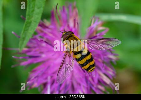 Eupeodes corollae hoverfly resting on a flower. Stock Photo