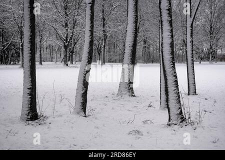 Germany, Bavaria,  Munich, Schleissheim Palace Park, snowy Sunday morning with snow spattered trees in the park. Stock Photo