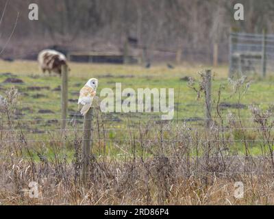 A Barn Owl (Tyto alba) hunting in flight over grassland. Stock Photo