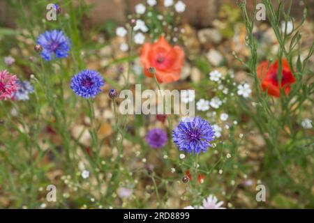 Pretty summer planting of hardy annual flowers including cornflowers and gypsophilia in UK garden June Stock Photo