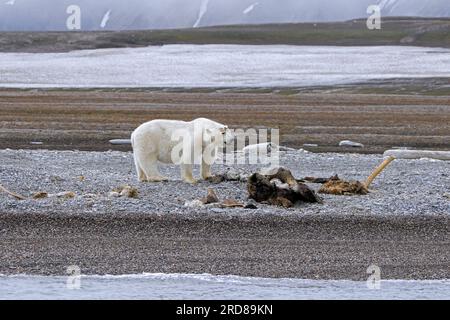 Scavenging polar bear (Ursus maritimus) feeding on carcass of stranded dead whale along the Svalbard coast, Spitsbergen, Norway Stock Photo