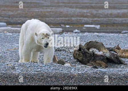 Scavenging polar bear (Ursus maritimus) feeding on carcass of stranded dead whale along the Svalbard coast, Spitsbergen, Norway Stock Photo