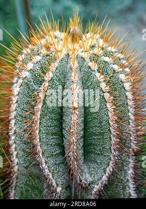 cactus Astrophytum ornatum from Mexico Stock Photo