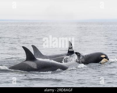 Transient killer whales (Orcinus orca), surfacing in Monterey Bay Marine Sanctuary, Monterey, California, United States of America, North America Stock Photo