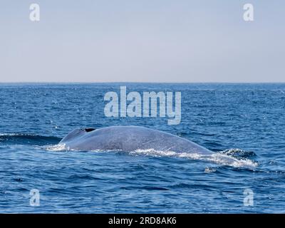 Adult blue whale (Balaenoptera musculus), surfacing in Monterey Bay Marine Sanctuary, California, United States of America, North America Stock Photo