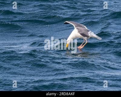 Adult western gull (Larus occidentalis), in flight in Monterey Bay Marine Sanctuary, Monterey, California, United States of America, North America Stock Photo