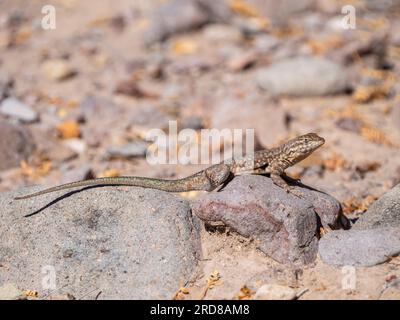 Common side-blotched lizard (Uta stansburiana), basking in the sun, Isla San Esteban, Baja California, Mexico, North America Stock Photo
