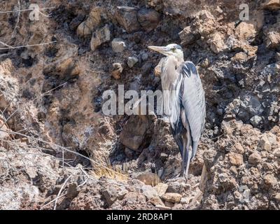 Adult great blue heron (Ardea herodias), basking in the sun on Isla Ildefonso, Baja California, Mexico, North America Stock Photo