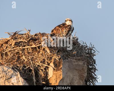 Adult osprey (Pandion haliaetus), on nest built over the years, Isla Rasa, Baja California, Mexico, North America Stock Photo