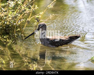 Adult long-billed dowitcher (Limnodromus scolopaceus), in a lagoon near San Jose del Cabo, Baja California Sur, Mexico, North America Stock Photo