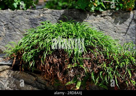 Forked spleenwort or northern spleenwort (Asplenium septentrionale) is a small fern with appearance of grass. Grows on rocks in Northern Hemisphere. P Stock Photo