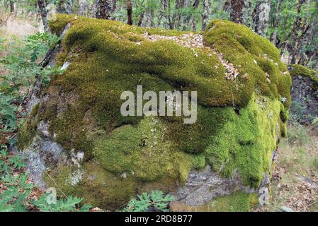 Squirrel- tail moss (Leucodon sciuroides) is a moss native to Europe, Asia and North Africa.  Bryopsida. Leucodontaceae. This photo was taken in oak f Stock Photo