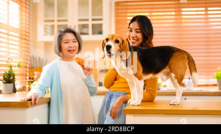 A Beagle puppy, dog running on the floor inside a home during the day. Stock Photo