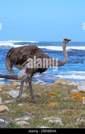 Female African ostrich (Struthio camelus australis) on the Atlantic Ocean shore, Cape of Good Hope, Cape Town, South Africa, Africa Stock Photo