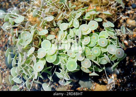 Mermaid wineglass (Acetabularia acetabulum or Acetabularia mediterranea) is a single-celled organism but giant (macroscopic). Is a green algae (Chloro Stock Photo