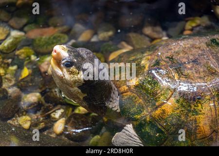 The Malayan flat-shelled turtle (Notochelys platynota) in water Stock Photo