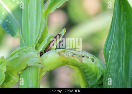 Setaceous Hebrew character (Xestia c-nigrum, Rhyacia c-nigrum, Amathes c-nigrum, Agrotis c-nigrum), on damaged corn plant. Stock Photo
