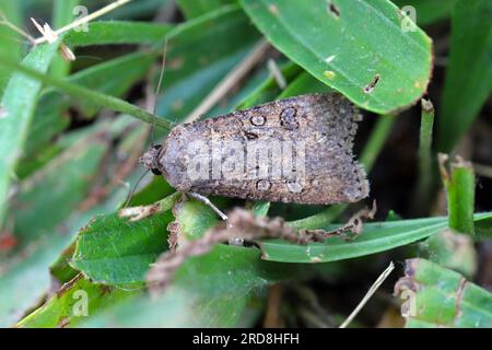 Turnip moth (Agrotis segetum) adult in the grass. The caterpillars of this insect are fierce pests of many crops. Stock Photo