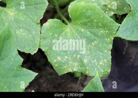 Cucumber leaves affected by downy mildew close-up. Cucumber disease Peronosporosis or False powdery mildew. Leaf with yellow spots. Stock Photo