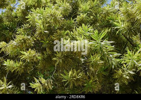 A fully grown Dracaena reflexa variegata (song of India) tree in the garden Stock Photo