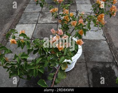 An orange color flower bearing Bougainvillea flower plant growing in a cement pot on a roadside Stock Photo