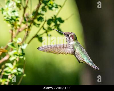 An adult female Anna's hummingbird, Calypte anna, in flight  in Madera Canyon, southern Arizona. Stock Photo
