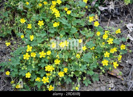 In spring, potentilla grows in the wild Stock Photo