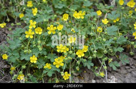 In spring, potentilla grows in the wild Stock Photo