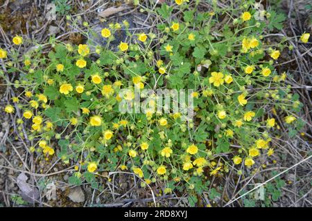 In spring, potentilla grows in the wild Stock Photo