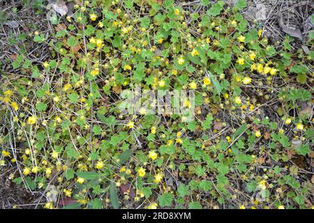 In spring, potentilla grows in the wild Stock Photo