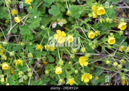 In spring, potentilla grows in the wild Stock Photo