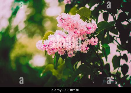 The blooming of beautiful pink lilac flowers on the branches of a bush with green leaves on a spring day. The arrival of spring, showcasing the delica Stock Photo