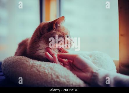 A ginger cat lying near a window on a cloudy day, while its owner affectionately strokes its fur. Companionship, coziness, and the bond between humans Stock Photo