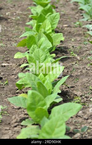 Green leaves and a tobacco stem that grows on a plantation Stock Photo