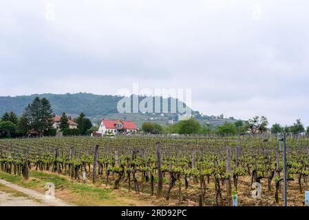 Vineyards with grapevine . Rows of vine grape in vineyards in spring. Stock Photo