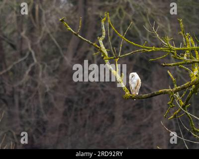 A Barn Owl (Tyto alba) perched in a tree. Stock Photo