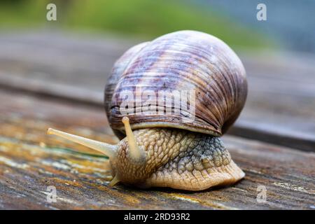 Close-up of a crawling Roman snail (Helix pomatia) on a substrate of wood in nature. Stock Photo