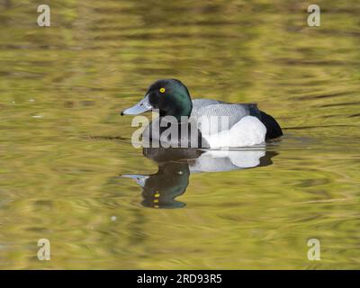 A male greater scaup (Aythya marila), also known as bluebill in North America, swimming on a lake. Stock Photo