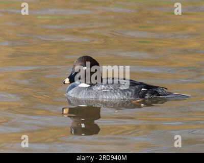 A female common goldeneye duck, Bucephala clangula, swimming on a pond. Stock Photo