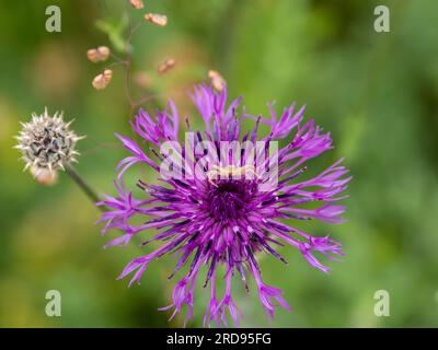 A flower crab spider, Misumena vayia, hunting from a knapweed flower. Stock Photo