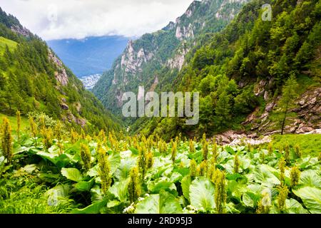 View Valea Jepilor Canyon along the hiking path from Busteni to Caraiman Peak in the Carpathian Mountains, Romania Stock Photo