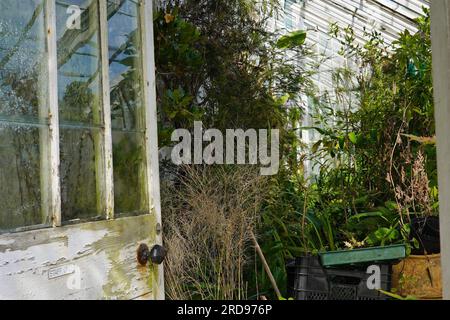 old desolate greenhouse Stock Photo