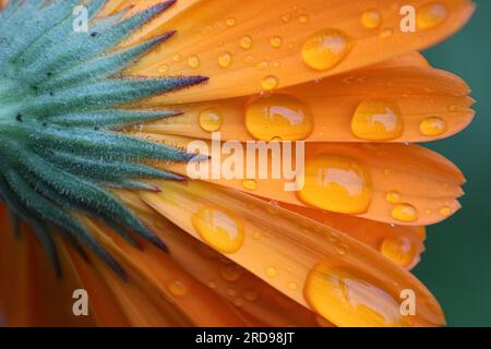 Macro close up of a pot marigold flower with orange petals and rain droplets Stock Photo