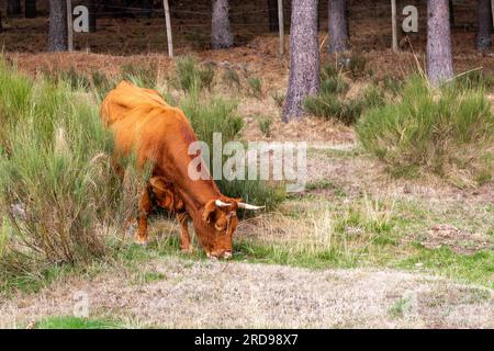 Brown cow grazing in grasslands of Cuenca Alta del Manzanares Regional Park, Central Spain. Stock Photo